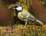 Mésange charbonnière