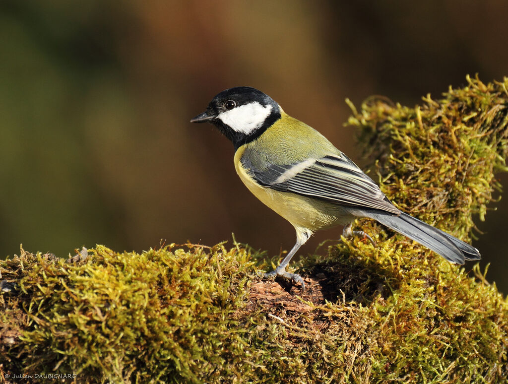 Mésange charbonnière mâle, identification