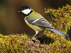 Great Tit