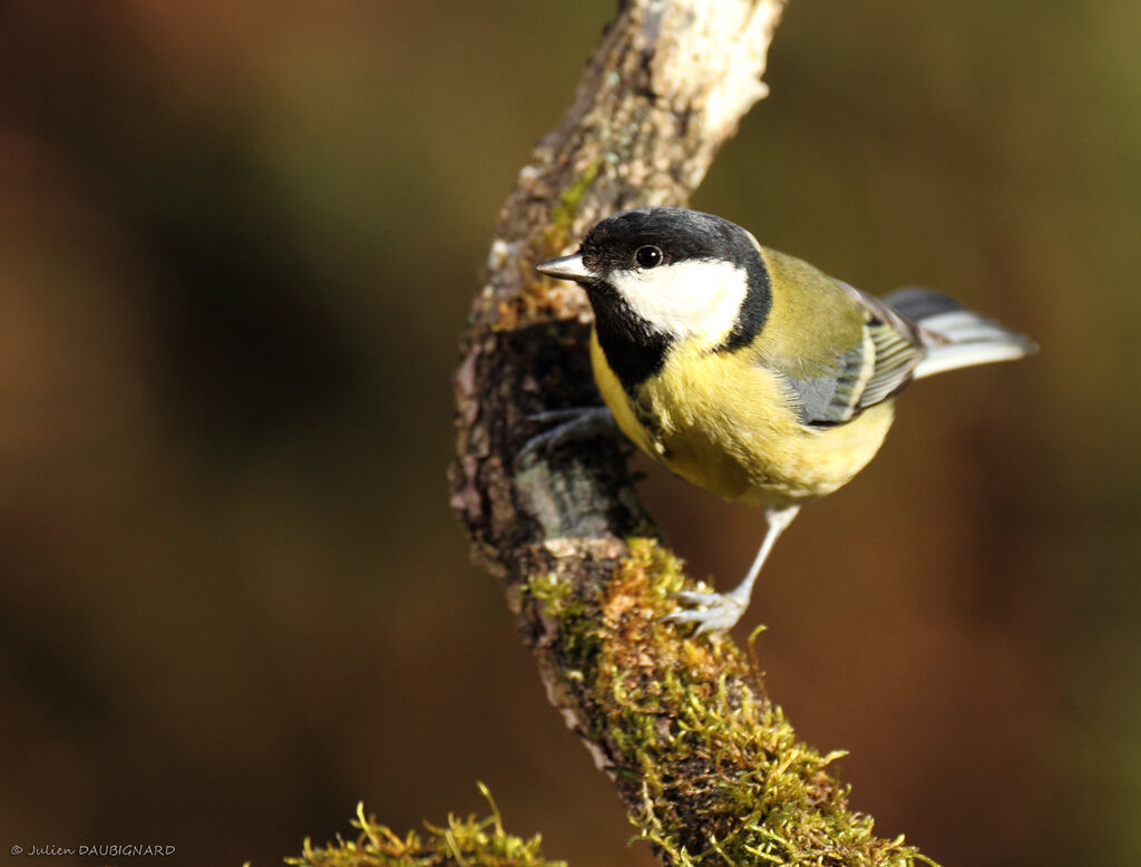 Mésange charbonnière femelle, identification