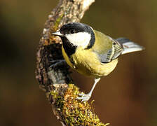 Great Tit