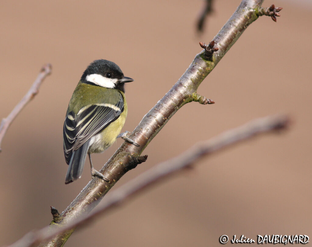 Mésange charbonnière, identification