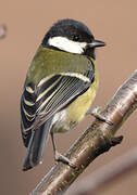 Great Tit