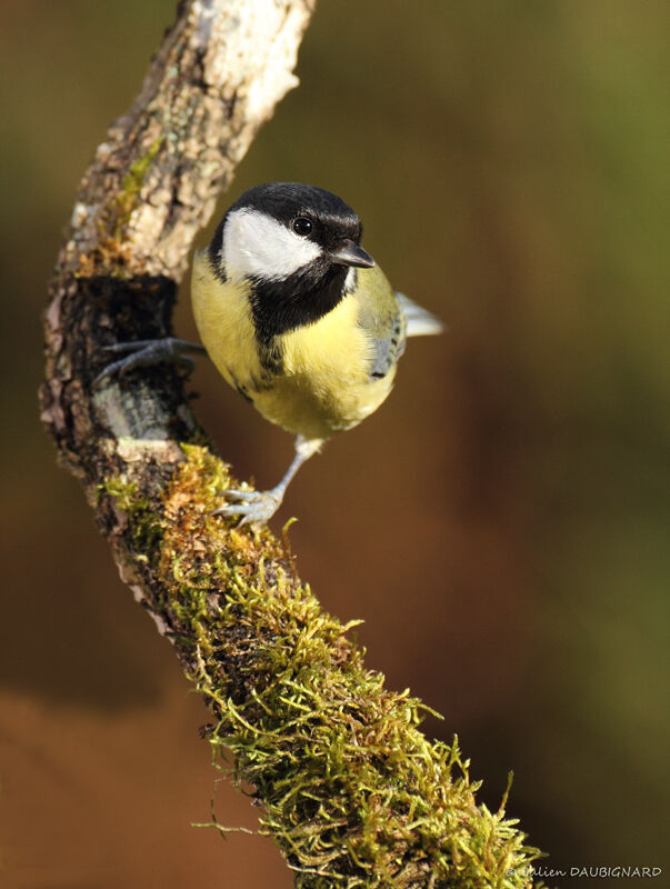 Great Tit female, identification