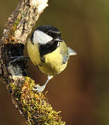 Mésange charbonnière