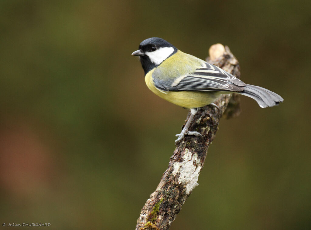 Great Tit male, identification