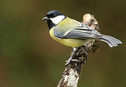 Great Tit