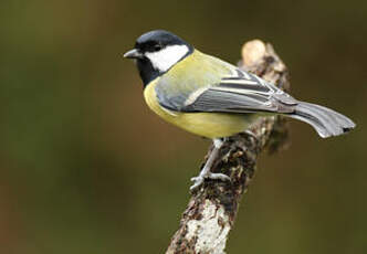 Mésange charbonnière