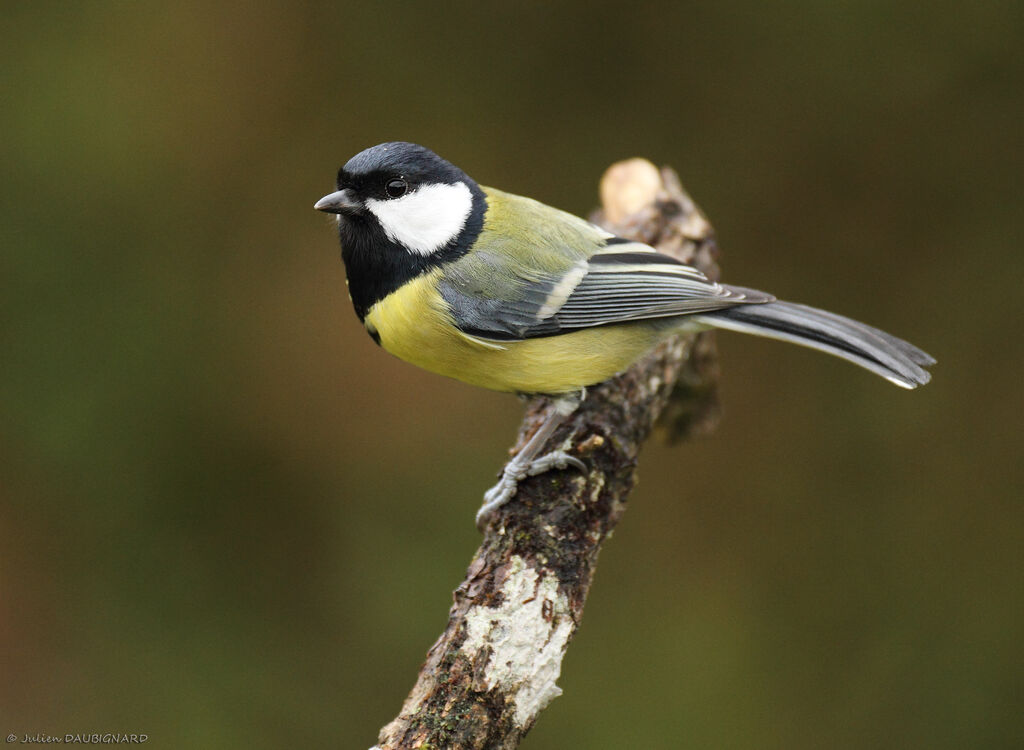 Great Tit male, identification