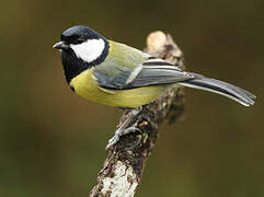 Great Tit