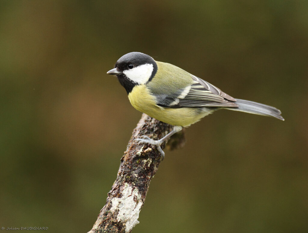 Great Tit female, identification