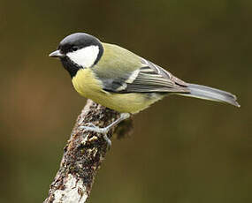 Mésange charbonnière