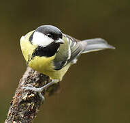 Great Tit