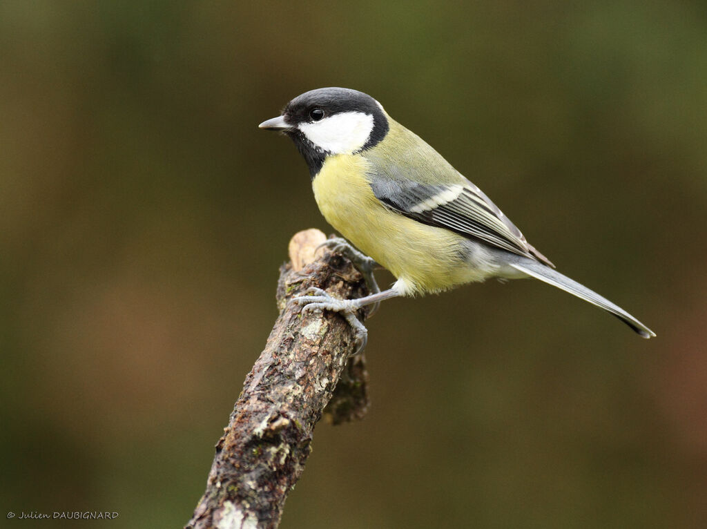 Mésange charbonnière femelle, identification