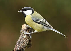 Great Tit