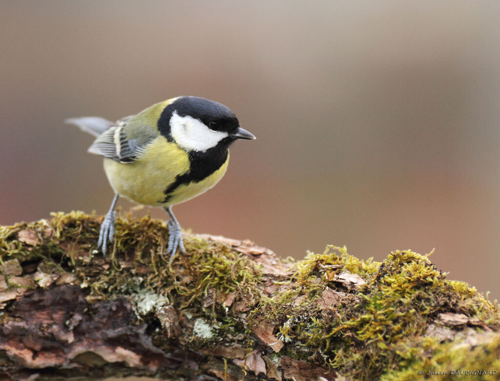 Mésange charbonnière femelle, identification