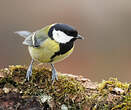 Mésange charbonnière