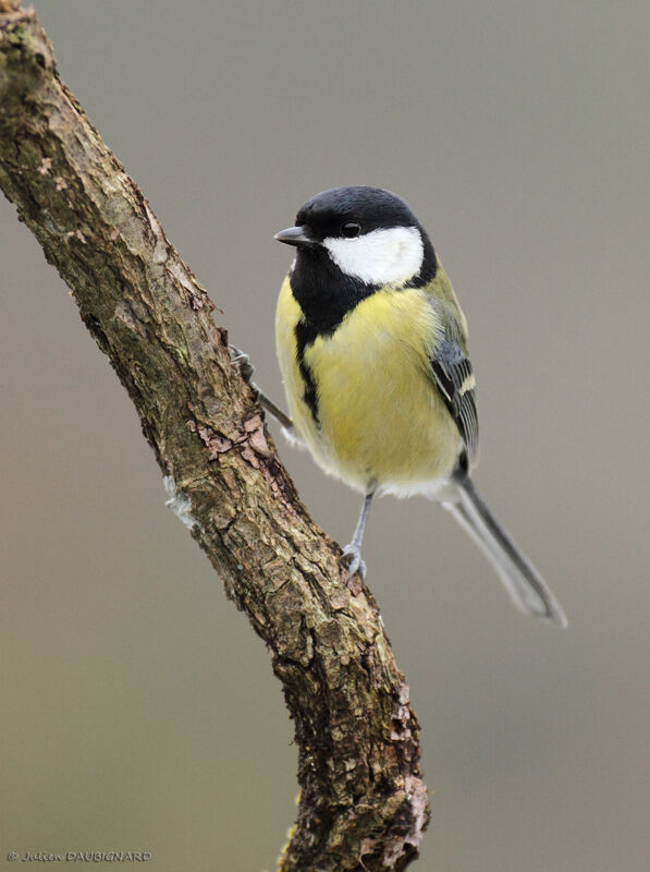 Mésange charbonnière femelle, identification