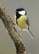 Great Tit