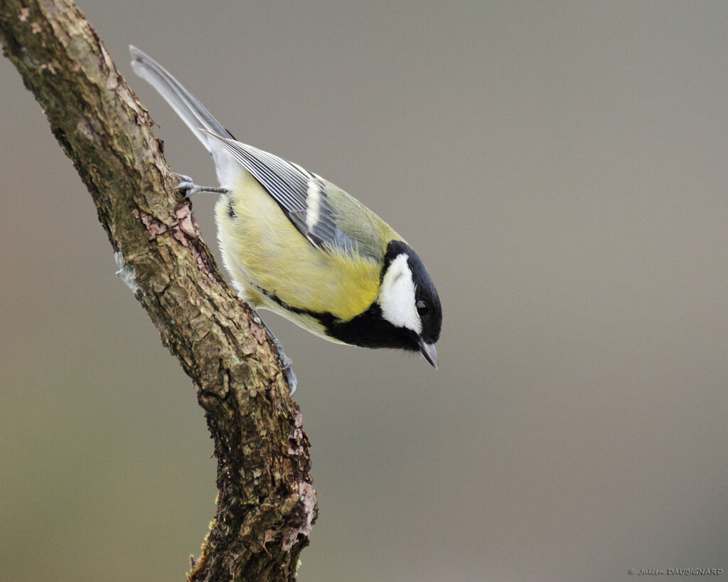 Great Tit female, identification