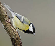 Great Tit