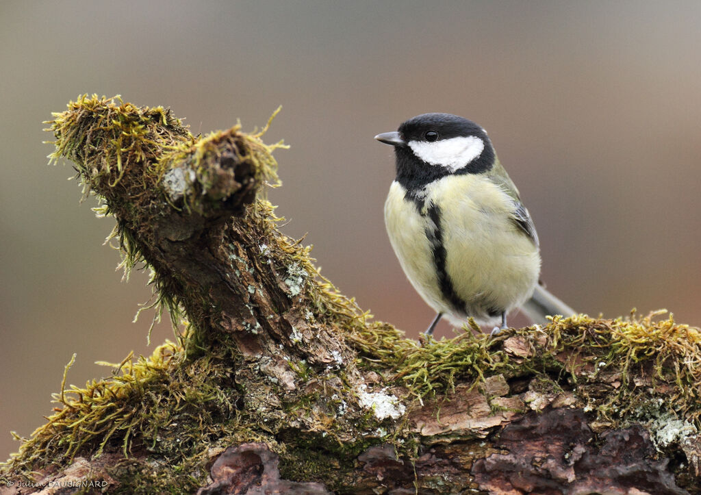 Great Tit female, identification