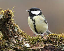 Great Tit