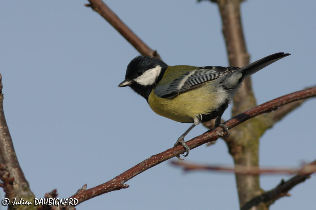 Great Tit, identification