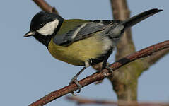 Mésange charbonnière