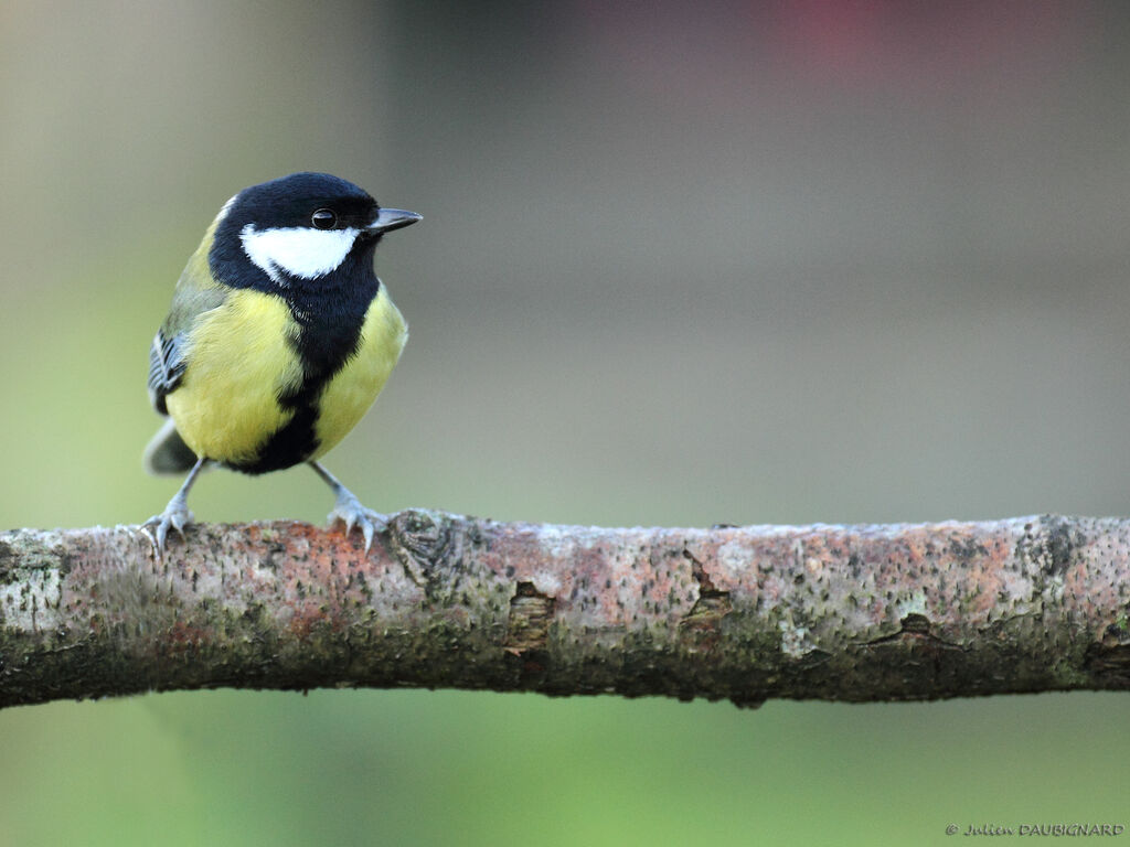 Great Tit male, identification