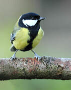 Great Tit