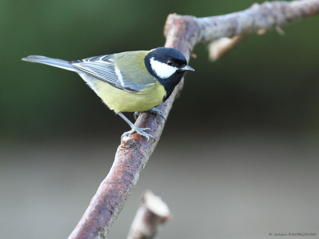 Mésange charbonnière mâle, identification