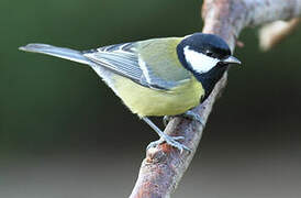 Great Tit