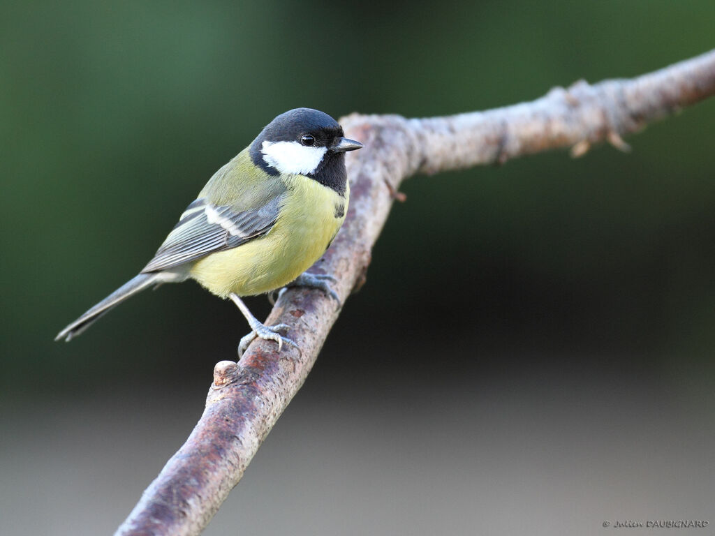 Mésange charbonnière femelle, identification