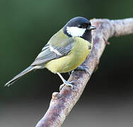 Great Tit