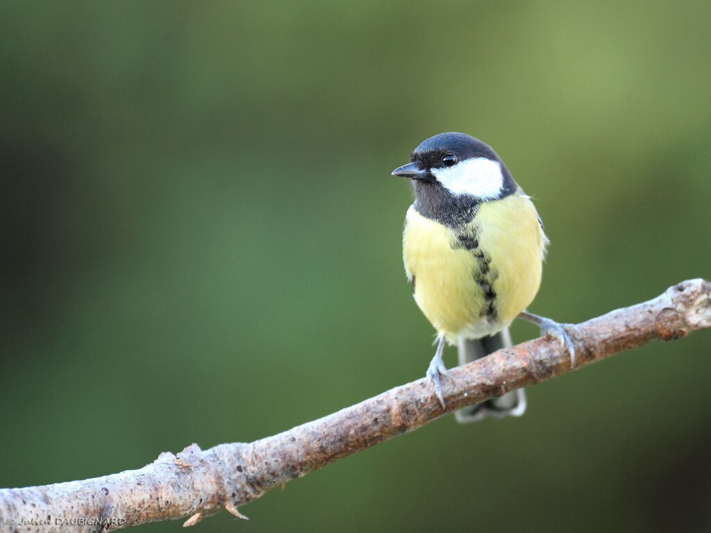 Mésange charbonnière femelle, identification