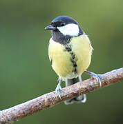 Great Tit