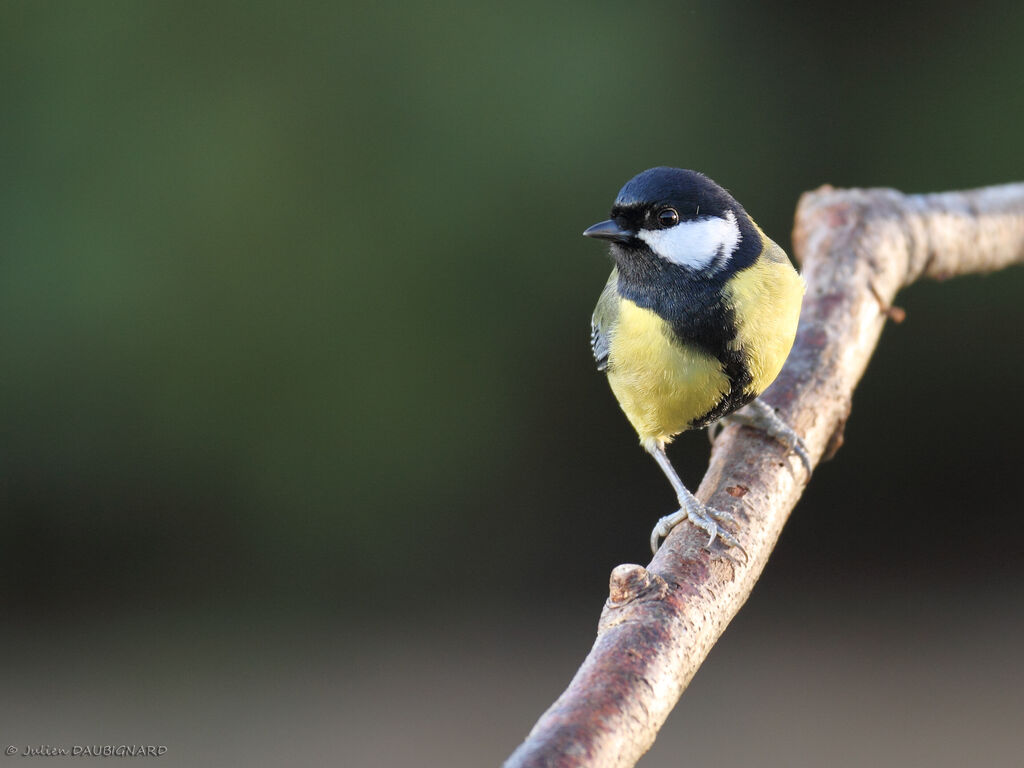 Mésange charbonnière mâle, identification