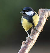 Great Tit