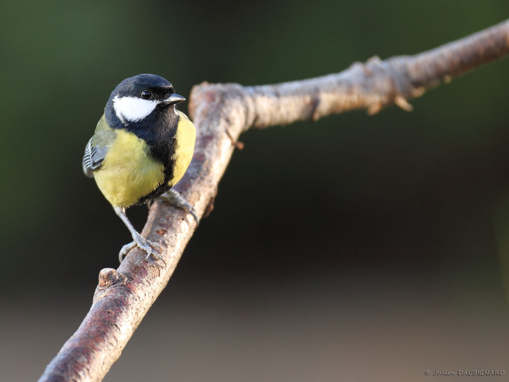 Mésange charbonnière mâle, identification