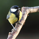 Mésange charbonnière