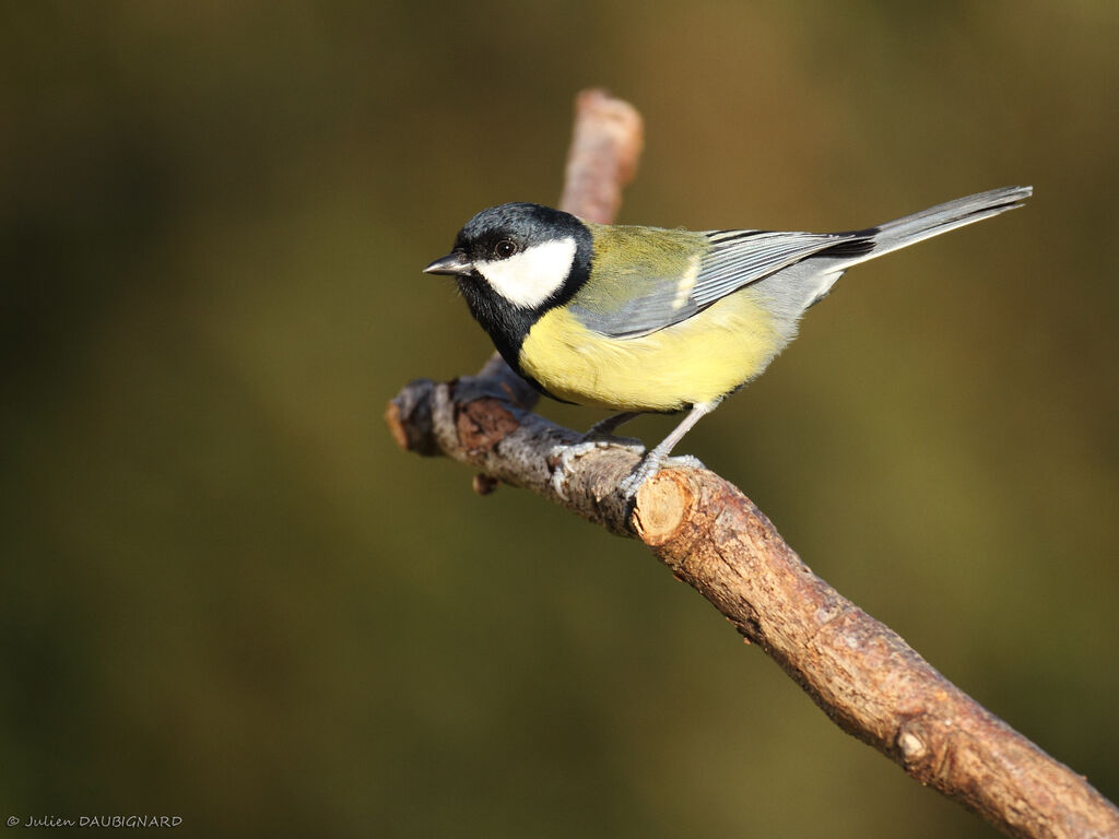 Mésange charbonnière mâle, identification