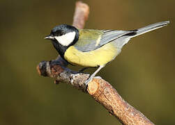 Great Tit