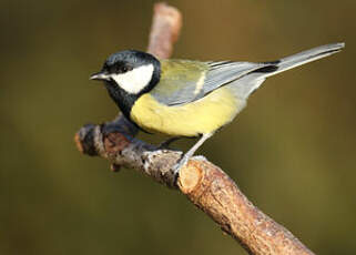 Mésange charbonnière