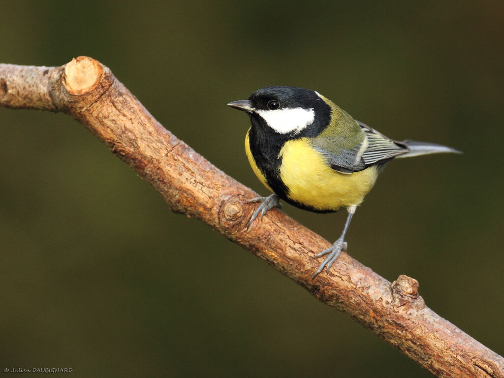 Mésange charbonnière mâle, identification