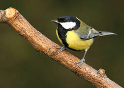 Great Tit