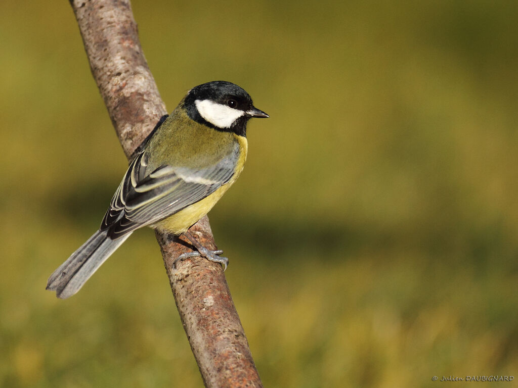 Great Tit, identification