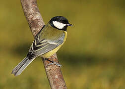 Mésange charbonnière