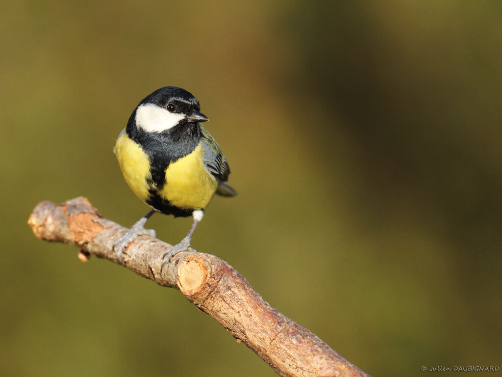 Mésange charbonnière mâle adulte, identification