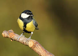 Great Tit